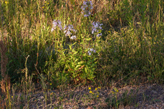 Saponaria officinalis