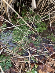 Nasturtium officinale