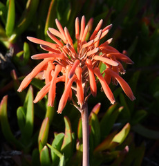Aloe maculata