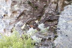 Euryops pectinatus pectinatus
