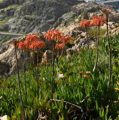 Aloe maculata