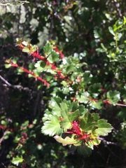 Ribes speciosum