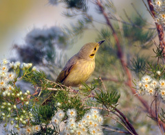 Ptilotula flavescens