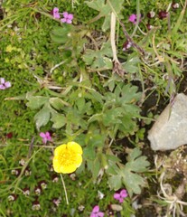 Ranunculus montanus