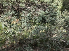 Quercus × undulata