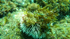 Sphaerechinus granularis