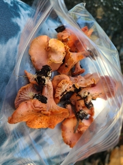 Cantharellus coccolobae