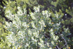 Phylica buxifolia