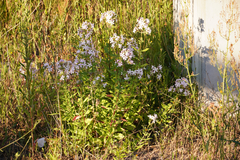 Saponaria officinalis