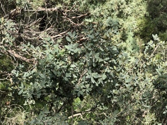 Quercus × undulata