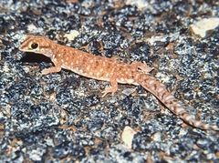 Rhynchoedura ornata