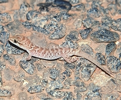 Heteronotia binoei