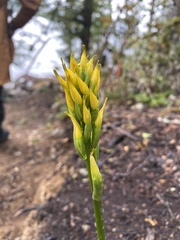 Gavilea lutea