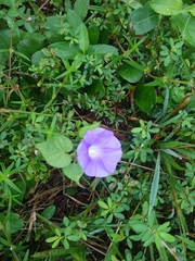 Ipomoea nil