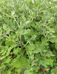 Chrysanthemum morifolium