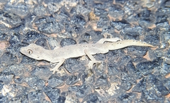 Strophurus ciliaris