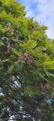 Cenostigma pluviosum