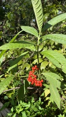 Psychotria tenuifolia