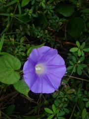 Ipomoea nil