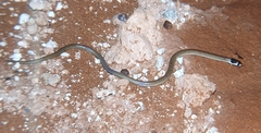 Pygopus nigriceps