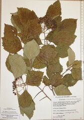 Crataegus calpodendron