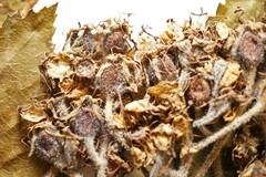 Crataegus calpodendron