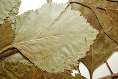Crataegus calpodendron