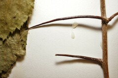 Crataegus calpodendron