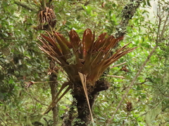 Tillandsia complanata