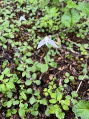 Codonorchis lessonii