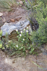 Erepsia forficata
