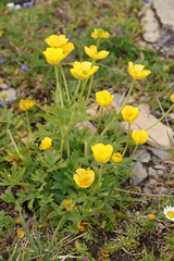 Ranunculus montanus