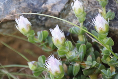 Erepsia forficata