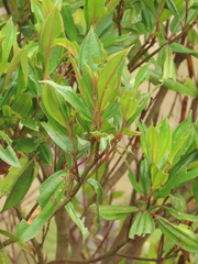 Miconia theizans