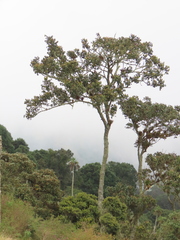 Guarea kunthiana