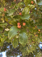 Crataegus mexicana