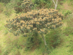 Ocotea caesariata