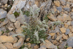 Artemisia umbelliformis