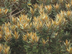 Ocotea caesariata