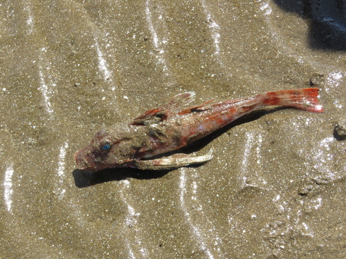 Atlantic searobin (Prionotus nudigula) — Triglidae — 2