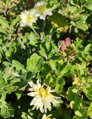 Chrysanthemum morifolium