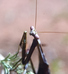 Archimantis