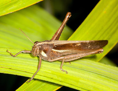 Schistocerca flavofasciata