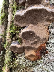 Phellinus pomaceus
