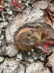 Phellinus pomaceus