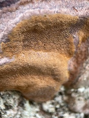 Phellinus pomaceus