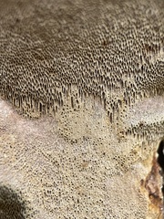 Phellinus pomaceus