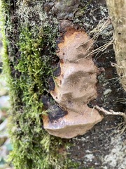 Phellinus pomaceus