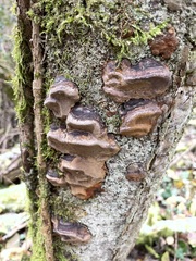 Phellinus pomaceus