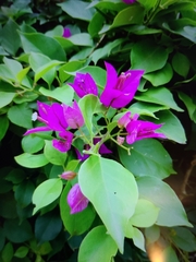 Bougainvillea glabra